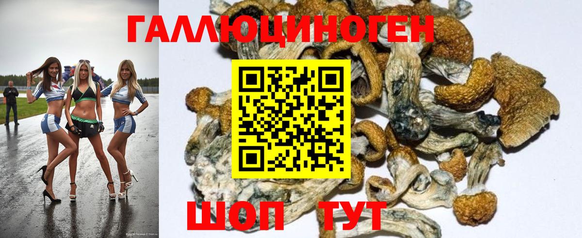 Мичуринск  Псилоцибиновые грибы GOLDEN TEACHER  Вход с VPN 